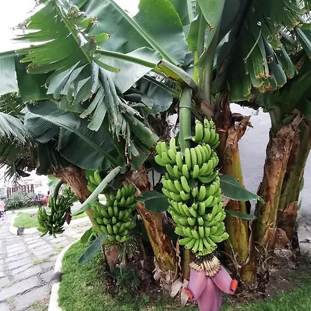 Apartmán Cataleya Arona (Tenerife)